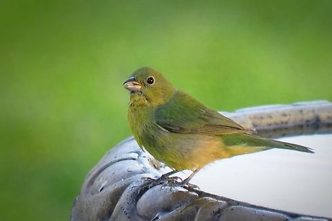 Female Painted Bunting The male gets the multitude of brilliant colors. Painted Bunting,Passerina ciris;