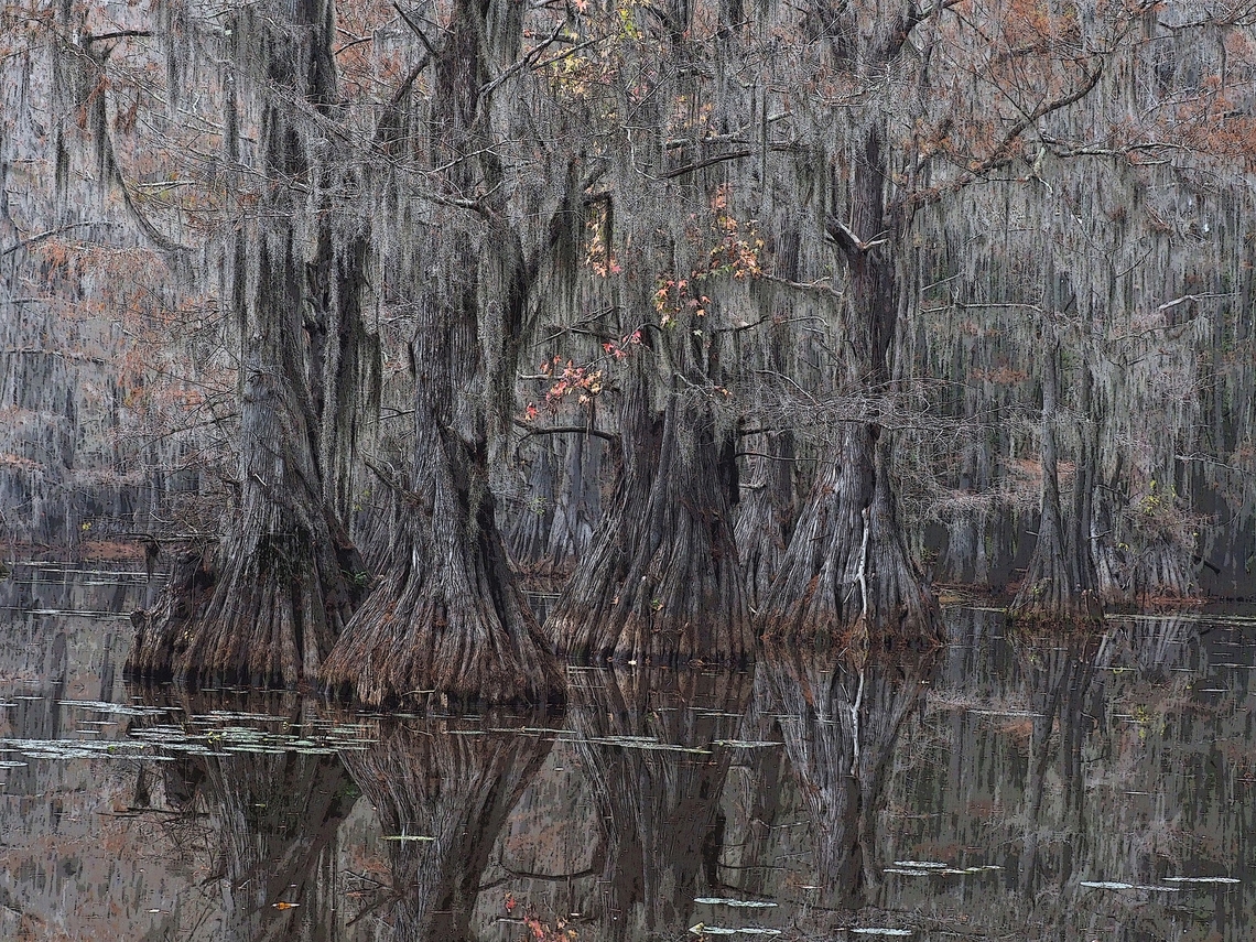 Swampy Bald Cypress at Lake Caddo in east Texas.       Baldcypress,Taxodium distichum
