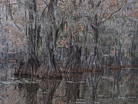 Swampy Bald Cypress at Lake Caddo in east Texas.       Baldcypress,Taxodium distichum