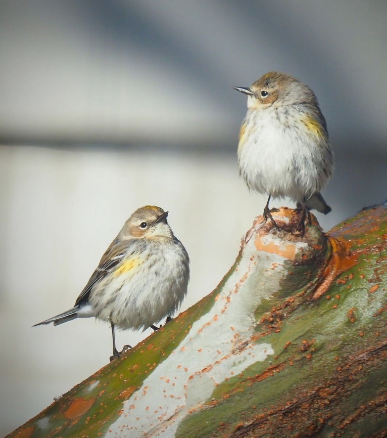 Kinglet Perhaps Golden Crowned Kinglet Kinglets,Setophaga coronata,Yellow-rumped warbler