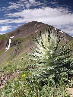 Culebra Thistle (cirsuim culebraenis) newly named species seen 20 miles south of La Veta, CO in Culebra Range. Trinchera Peak in background. 2013 Cirsium culebraense,Culebra Thistle,Funky thistle