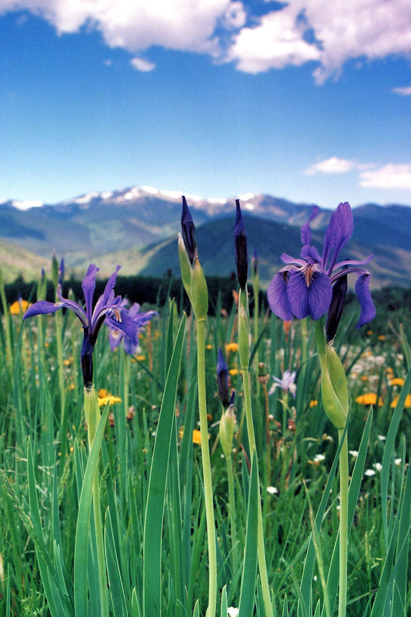 Wild Iris ( Iris missouriensis) Cuchara Valley, CO Iris missouriensis,Rocky Mountain iris,wild iris in Rocky Mts