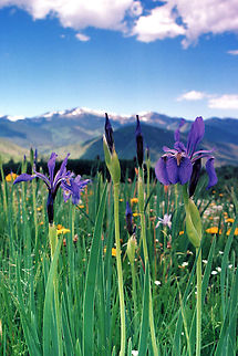 Wild Iris ( Iris missouriensis) Cuchara Valley, CO Iris missouriensis,Rocky Mountain iris,wild iris in Rocky Mts
