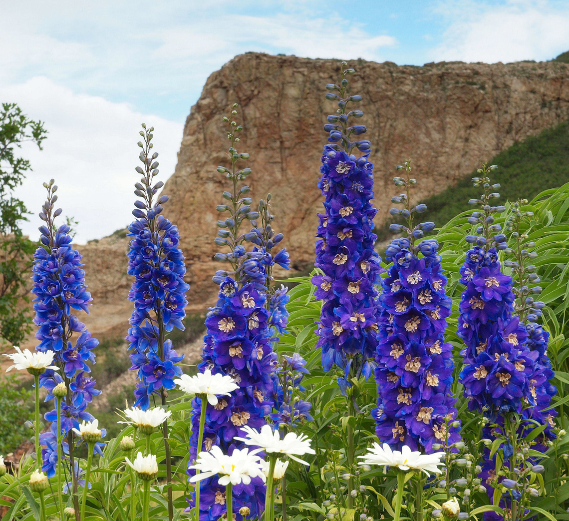 Delphinium sp. in Colorado Photographed along route 12 in South Co.  Rock formation is Devil's Stairstep. Delphinium,Delphinium elatum