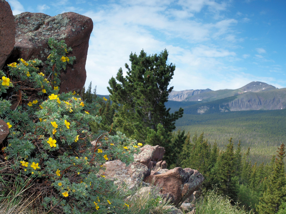 Cinquefoil Dasiphora fruticosa, Culebra Range of south central CO Dasiphora fruticosa,Shrubby Cinquefoil,yellow flowers of Colorado