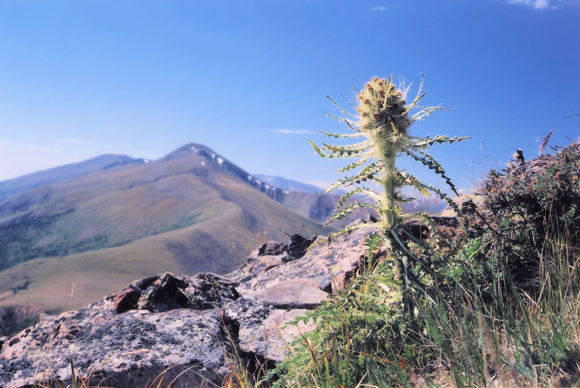 cirsium culebraenis Recently re-named from "mountain thistle" to cirsium culebraenis. Seen on Teddy's Peak, 12,580 ft  in Culebra Range of Sangre de Cristo Mts.  2005 Cirsium culebraense,Culebra Thistle,mountain thistle