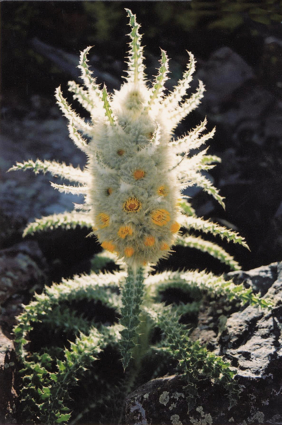 Funky Thistle in the Crestones cirsium funkiae seen near Humbolt Peak in the Sangre de Cristo Mts. A new name designation has been given to the plant which was formerly just mountain thistle. Cirsium funkiae,Funky thistle,mountain thistle
