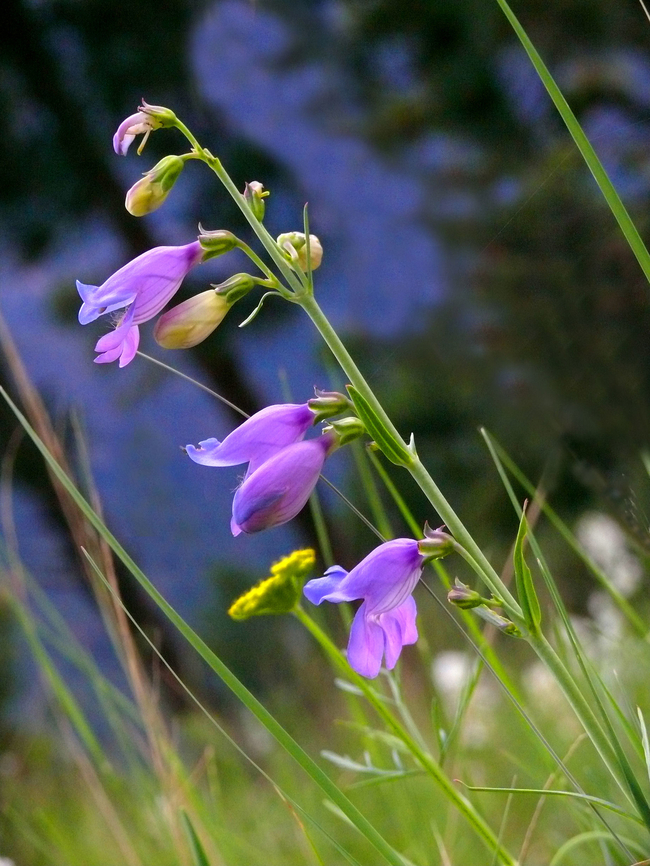 Purple Mystery Solved (Penstemon virgatus) Eastern New Mexico above Ruidoso. Upright Blue Beardtongue Penstemon virgatus,Upright Blue Beardtongue,purple mountain flowers of New Mewico