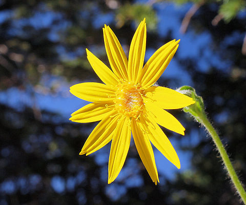 Heartleaf Arnica Sunflower family. Photographed in Culebra Range, CO at 11,144 ft. at edge of timberline. Arnica cordifolia,Heartleaf arnica
