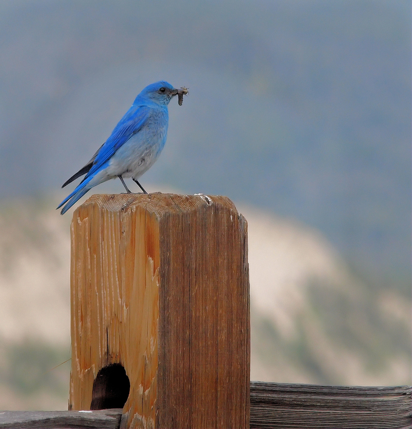 Mountain Bluebird Cucharas Pass on Route 12 in Colorado Mountain Bluebird,Sialia currucoides