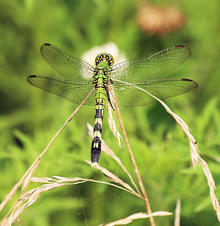 Erythemis simplicicollis Eastern Pond Hawk Eastern pondhawk,Erythemis simplicicollis,Green colored skimmers