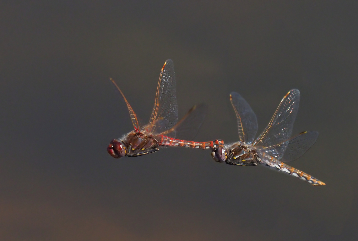 Come Fly With Me (A Pair of Dragonflies). Variegated Meadowhawk Sympetrum  corruptum Sympetrum corruptum,Variegated meadowhawk,mating rituals