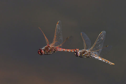 Come Fly With Me (A Pair of Dragonflies). Variegated Meadowhawk Sympetrum  corruptum Sympetrum corruptum,Variegated meadowhawk,mating rituals