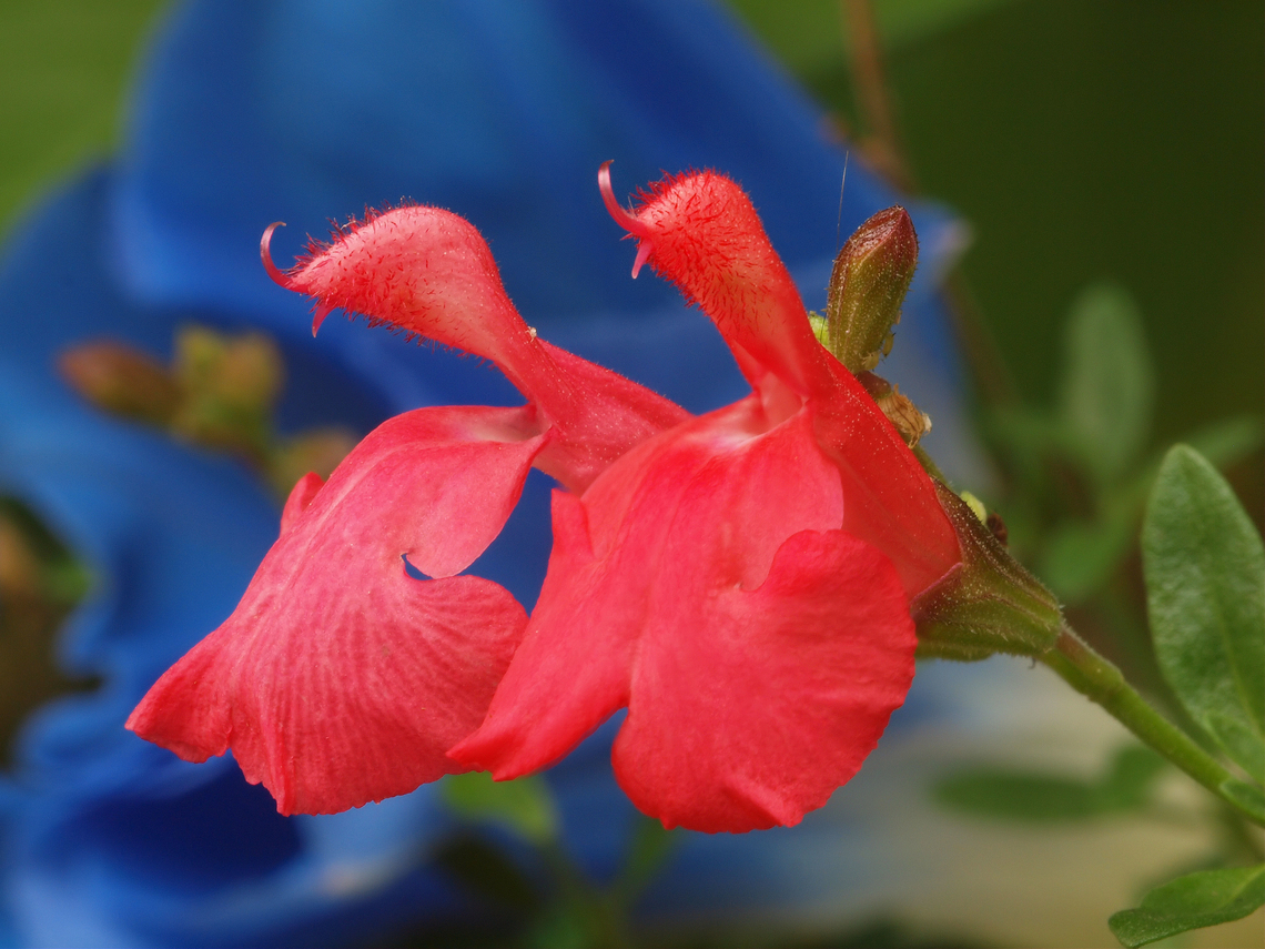 Commonly referred to as:Red Salvia "Salvia coccinea" or Salvia greggii. ? Salvia coccinea,Salvia greggii,Texas sage