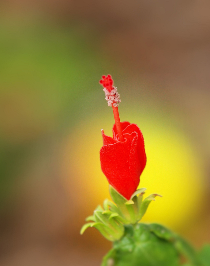 Brilliant Turk's Cap  Malvaviscus arboreus,Turk's Cap