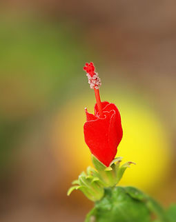 Brilliant Turk's Cap  Malvaviscus arboreus,Turk's Cap