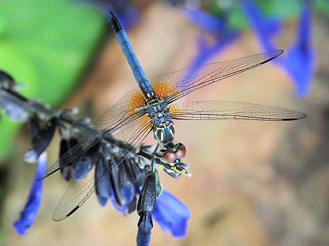 Pachydiplax longipennis (Blue Dasher) blue salvia accents blue dasher Blue dasher,Pachydiplax longipennis