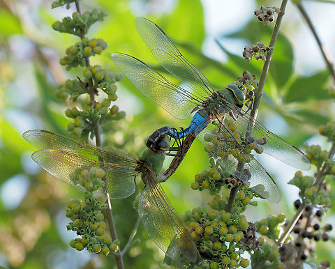 Common Green Darner Anax junius Anax junius,Green Darner,green darner; mating insects