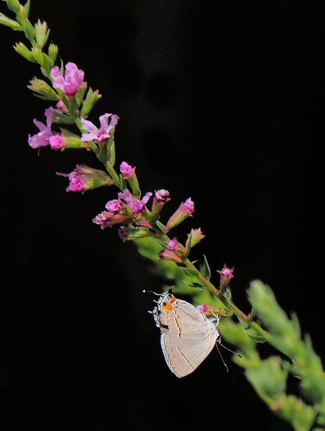 Grayhairstreak feeding on loose strife Gray Hairstreak,Strymon melinus