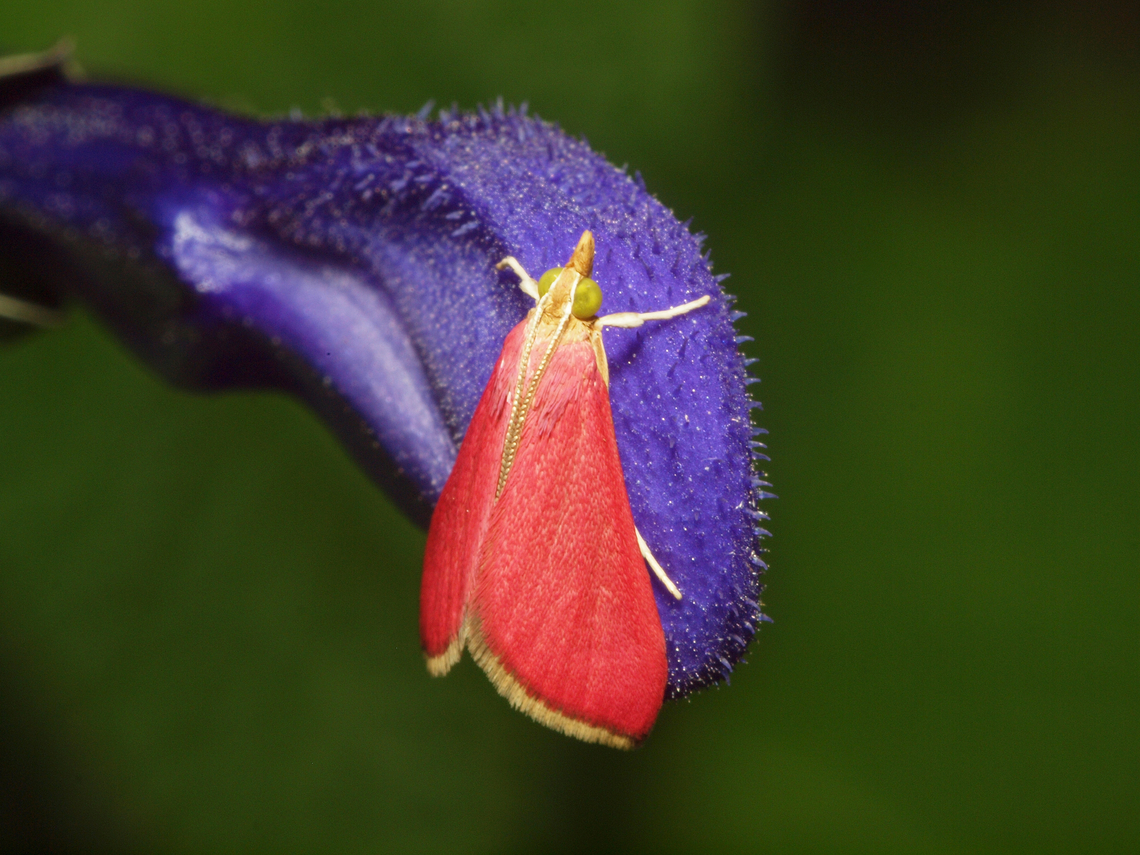 Small Pink Moth on purple salvia Pyrausta inornatalis,pyrausta inornatalis