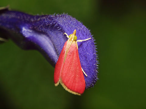 Small Pink Moth on purple salvia Pyrausta inornatalis,pyrausta inornatalis