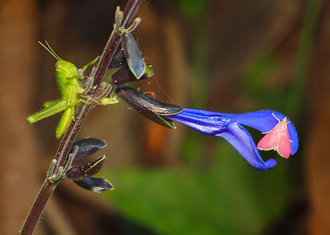 Pyrausta inornatalis on salvia small pink moth(and grasshopper) Pyrausta inornatalis,pyrausta inornatalis