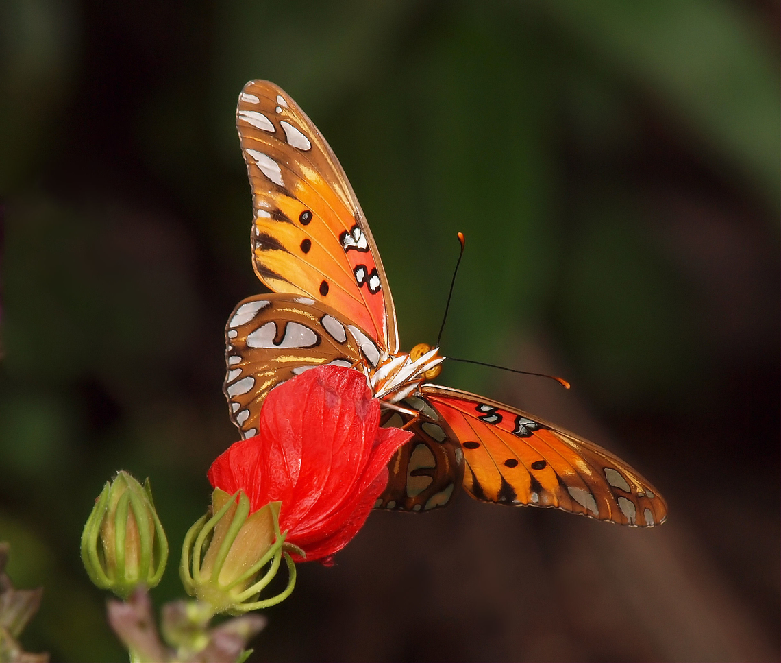 Gulf Fritillary feeding on Turk&#039;s Cap Agraulis vanillae,Gulf fritillary