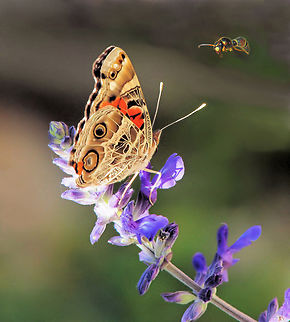 Vanessa virginiensis American Painted Lady American Painted Lady,Vanessa virginiensis
