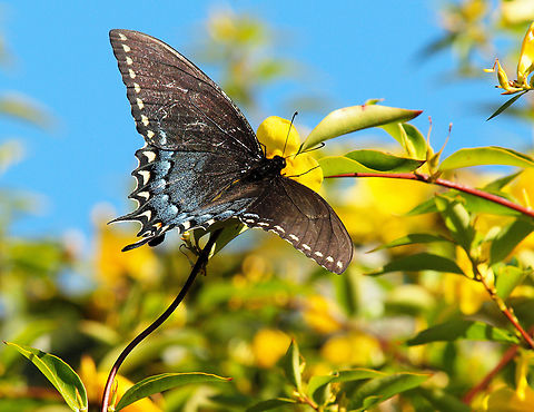 Papilio glaucus, dark morph female of species. N. central Texas Eastern Tiger Swallowtail,Papilio glaucus,Papilio troilus,Spicebush Swallowtail