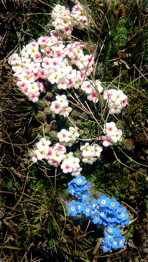 Blue and White Alpine Forget-Me-Not (blue) and Alpine Phlox(white). Growing side by side for floral composition at 12,000 feet in Colorado. Alpine Forget-Me-Not,Myosotis asiatica