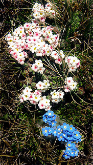 Blue and White Alpine Forget-Me-Not (blue) and Alpine Phlox(white). Growing side by side for floral composition at 12,000 feet in Colorado. Alpine Forget-Me-Not,Myosotis asiatica