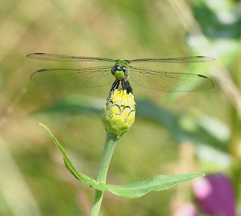 Erythemis simplicicollis Eastern Pond Hawk Eastern pondhawk,Erythemis simplicicollis
