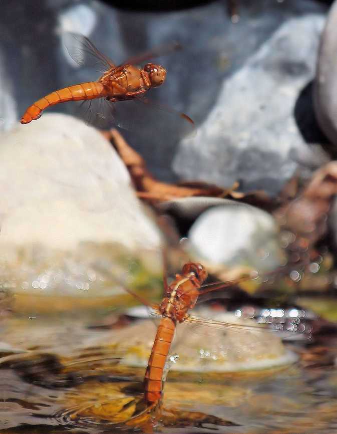Female laying eggs in pond Neon skimmer Libellula croceipennis,Neon skimmer