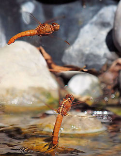 Female laying eggs in pond Neon skimmer Libellula croceipennis,Neon skimmer