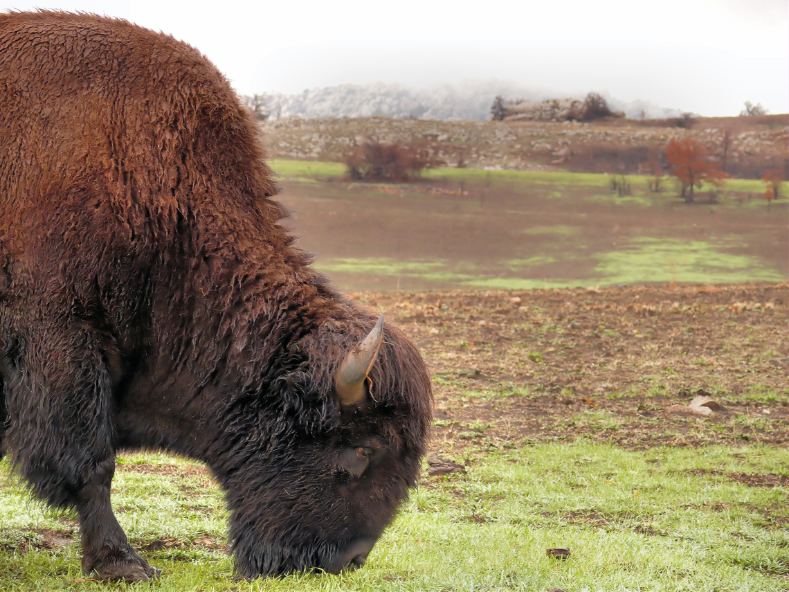 Munching Bison at Wichita Mountains Wildlife Refuge, Oklahoma American bison,Bison bison