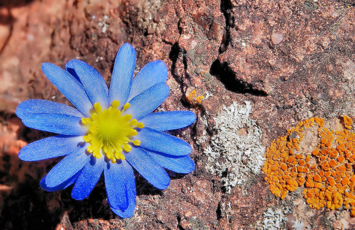 Carolina Anemone Near Quartz Mtn at Wichita Mountains Wildlife Refuge in Oklahoma. Anemone caroliniana