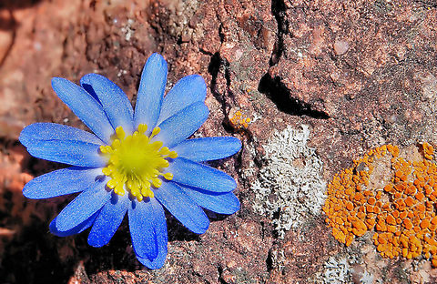 Carolina Anemone Near Quartz Mtn at Wichita Mountains Wildlife Refuge in Oklahoma. Anemone caroliniana