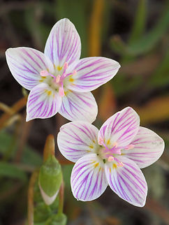 Claytonia sp observed in Wichita Mountains Wildlife Refuge, OK Claytonia virginica,Virginia Spring Beauty