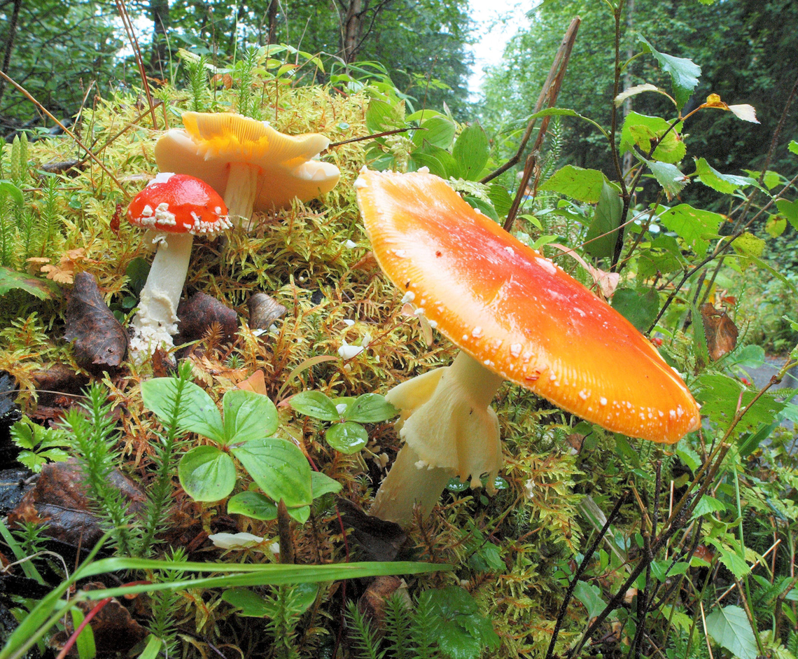 Schrooms (Amanita sp) Alaska mushroom assortment.  Kenai Peninsula trail to Russian River Falls. Aug. 2016 Amanita muscaria,Fly agaric,fungi; Amanita muscaria