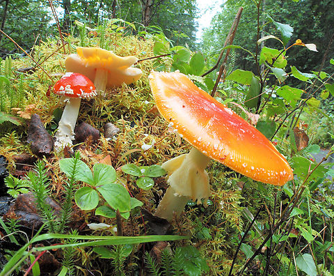 Schrooms (Amanita sp) Alaska mushroom assortment.  Kenai Peninsula trail to Russian River Falls. Aug. 2016 Amanita muscaria,Fly agaric,fungi; Amanita muscaria