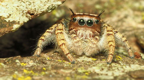 Jumping Spider Male Phidippus mystaceus ?? Phidippus mystaceus