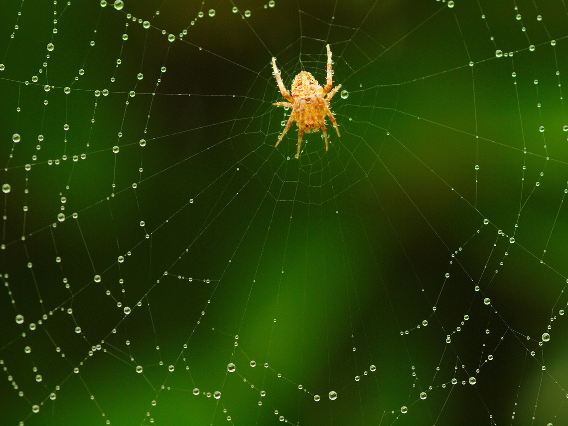 Orb Weaver possibly neoscona or araneus Araneus hamiltoni,Hamilton's Orb Weaver,araneus