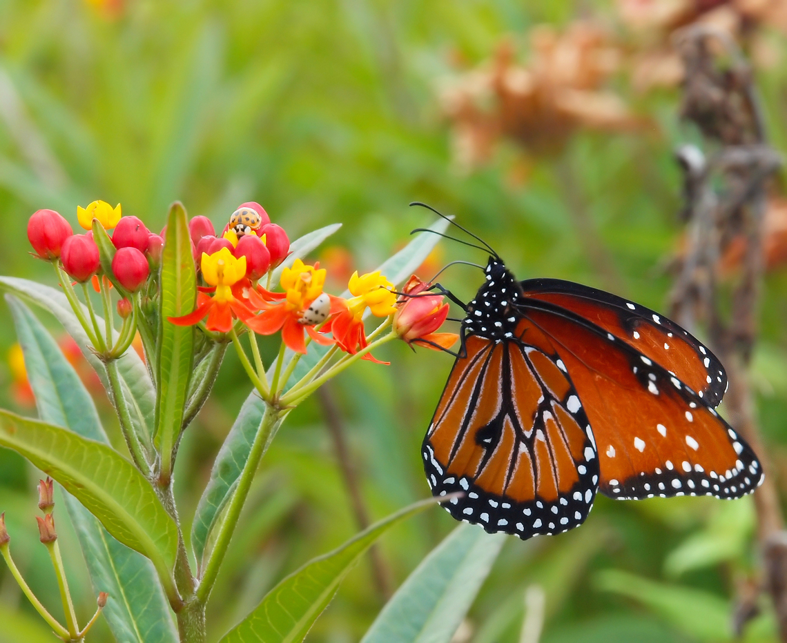 The Queen Butterfly (Danaus gilippus) Often confused with a Monarch Danaus gilippus,Danaus plexippus,Monarch butterfly,Queen
