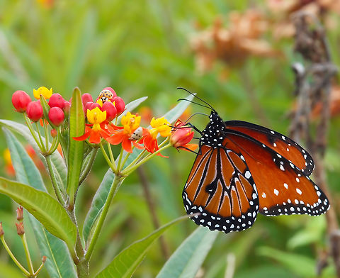 The Queen Butterfly (Danaus gilippus) Often confused with a Monarch Danaus gilippus,Danaus plexippus,Monarch butterfly,Queen
