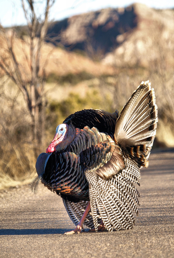 Palo Duro Canyon Wild Turkey Park road Meleagris gallopavo,Wild turkey