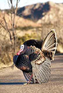 Palo Duro Canyon Wild Turkey Park road Meleagris gallopavo,Wild turkey