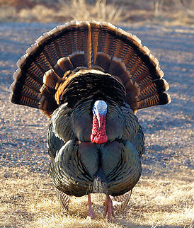Wild Turkey in Texas State Park, Palo Duro Canyon viewed near canyon road in Palo Duro Meleagris gallopavo,Wild turkey