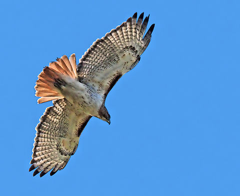 Red-Tailed Soaring seen in N. Texas Buteo jamaicensis,Red-tailed hawk