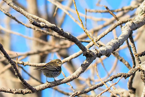 Yellow-Rumped Warbler  Setophaga coronata,Yellow-rumped warbler