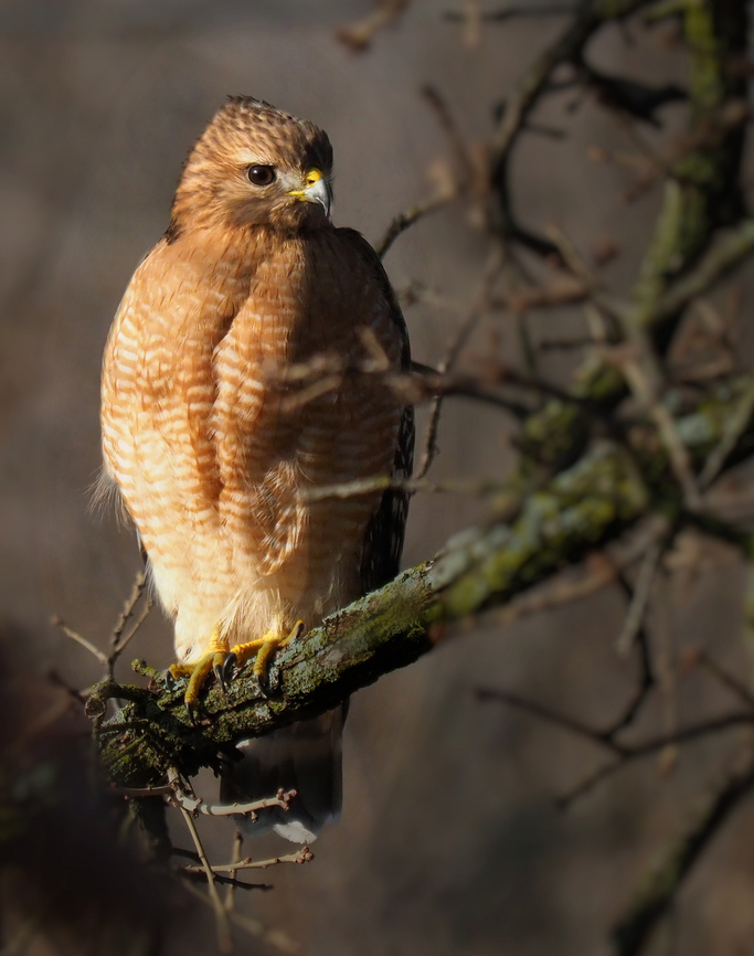 A Red-Shouldered Hawk Seen regularly near our home in N. Texas Buteo lineatus,Red-Shoulderd Hawk